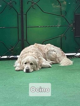 Zlatý retriever šteniatka - 9