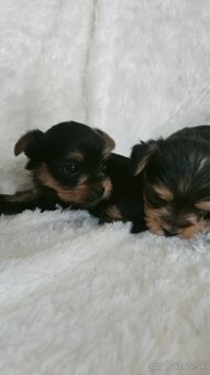 Yorkshire Terrier - 9
