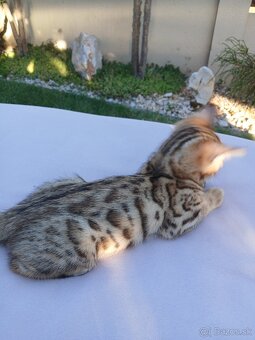 bengal bengalska macka bengalske maciatka - 9