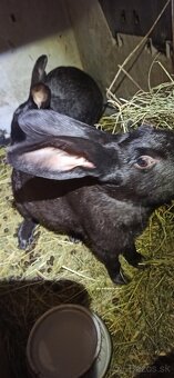 Predám králiky 4,5 mesačne - 9