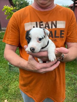 Tricolor Jack Russell šteniatka - 9
