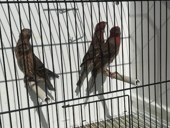 Kanariky a mexické hyle - 9