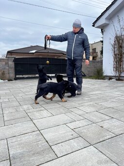 Nemecký ovčiak šteniatka - 9