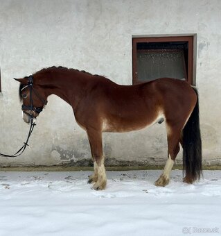 Welsh cob valach na predaj - 9