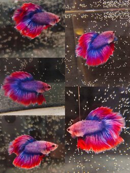 Betta Splendens - Bojovnica Pestrá. - 9