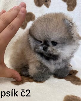 Pomeranian mini Boo - 9