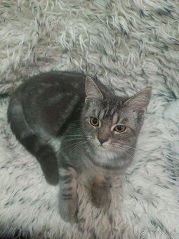 Britske maciatka - 9