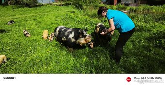 Kune Kune - 9