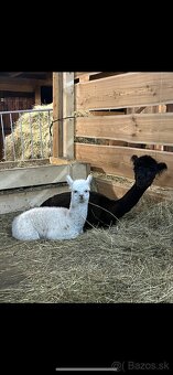 Samička Lama Alpaka - 9