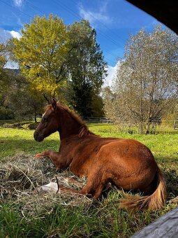 APH SORREL ŽREBČEK NA PREDAJ - 9
