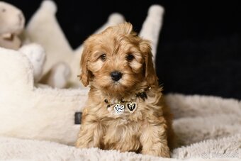 Cavapoo F1 RED Fenka pripravená na odber - 9