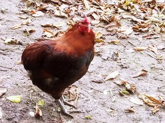 Predám kohúta leghorn - 9