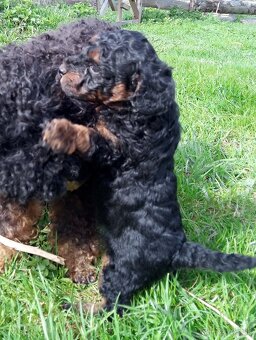 Pudel black and tan - 9