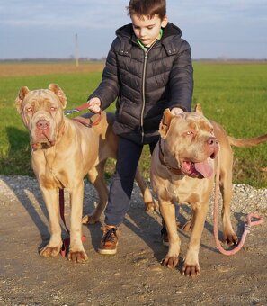 Bandog, cane corso, presa, doga, pitbull - 9