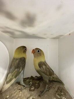 Agapornis škraboškový - 9