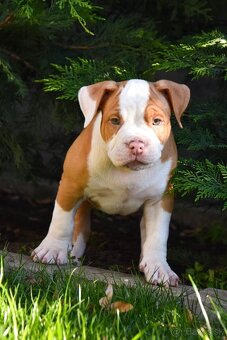 Psík American bully s pp na predaj - 9