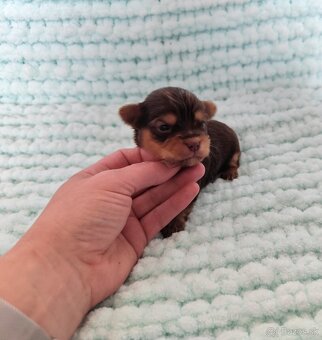 Choco, Chocolate Yorkshire terrier - 9