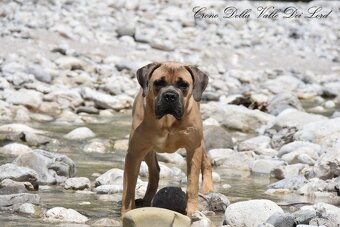 Cane Corso štěňata s FCI P - 9