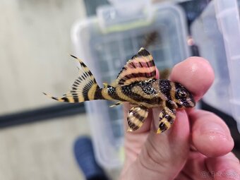 L 333 Gold line AAA - odchov - 9