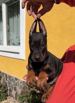 DOBERMAN ŠTENIATKA S FCI P.P - 9