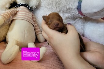 Pudel Pudlik toy trpasličí posledná fenočka ❤️ - 9