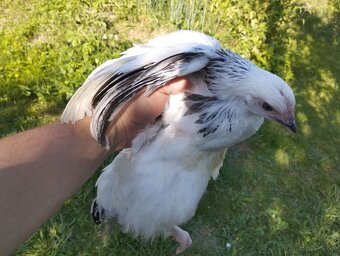 10 týždňové Sasex, Orpington, Faverolky,Marans - 9