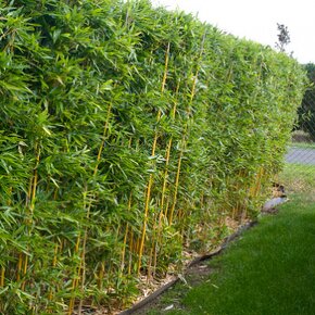 1-4 metrové bambusy na živý plot Predám vždy zelený bambus - - 9