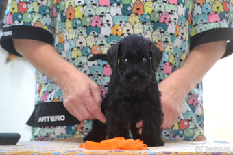 Bradáč malý čierny - šteniatka - 9