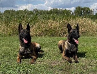 Belgický ovčák Malinois s PP 7.týdnů - 9