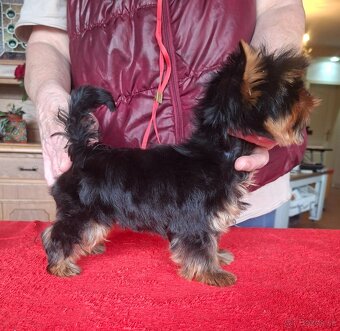Yorkshire terrier s PP - psík - 9