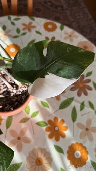 monstera albo variegata - 9