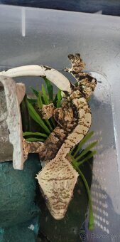 Pagekon riasnaty - Correlophus ciliatus - 9