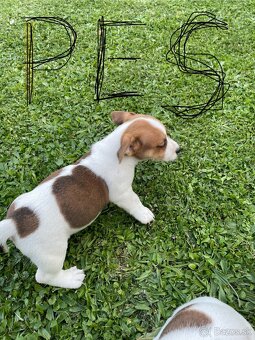 Jack russel terier - 9