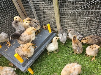 Predám nasadové vajíčka araucana - 9