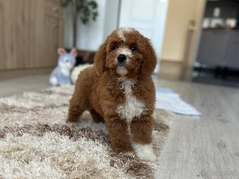 Cavapoo psík - 9