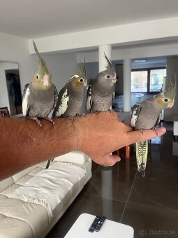 Korely ručne dokrmena Krotká - 9