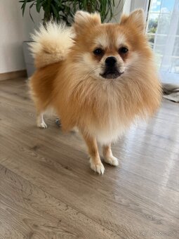 Pomeranian mini - 9