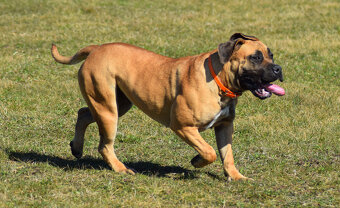 búrský buldok- boerboel-feny-garance zdravých kloubů - 9