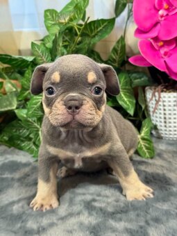 Francúzsky buldoček,buldog,bulldog krásne farby - 9