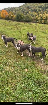 American Bully XL - 9
