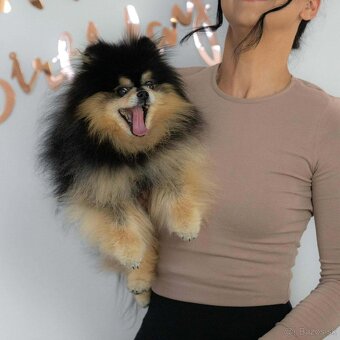 Pomeranian mini - 9