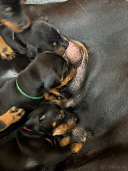 Dobermann - 9