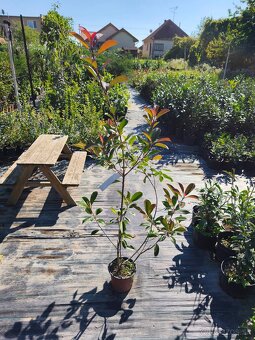 Vavrinovec cervienka - 9