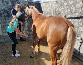 Predám pony kobylku - 9