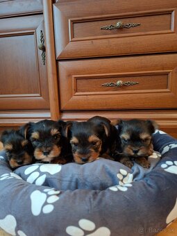 Yorkshirsky terier York - 9