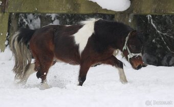 Belgický miniatúrny poník - 9