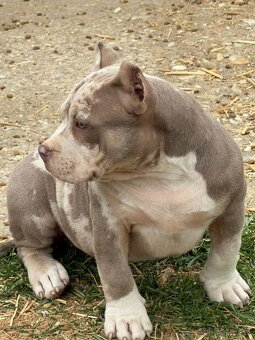 Na predaj American Bully - 9