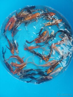 Koi kapre - 9