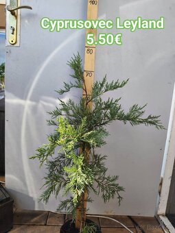 vavrínovec, červienka, cyprusovec, živý plot - 9