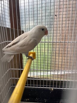 Agapornis fisher - 9